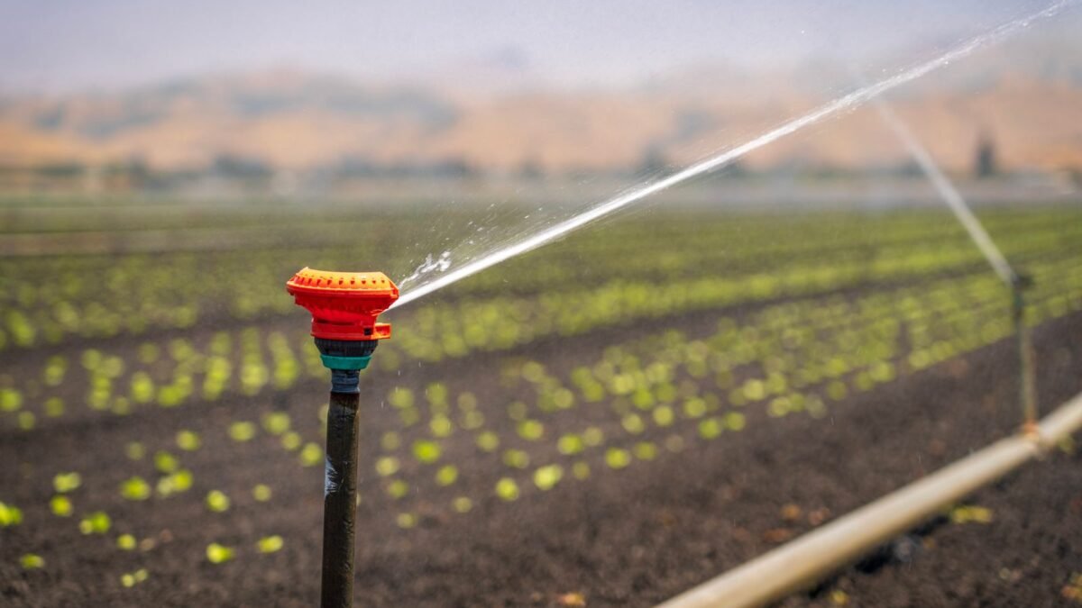 A sprinkler irrigating a green crop field in a rural landscape under a clear blue sky, illustrating best nitrate filter