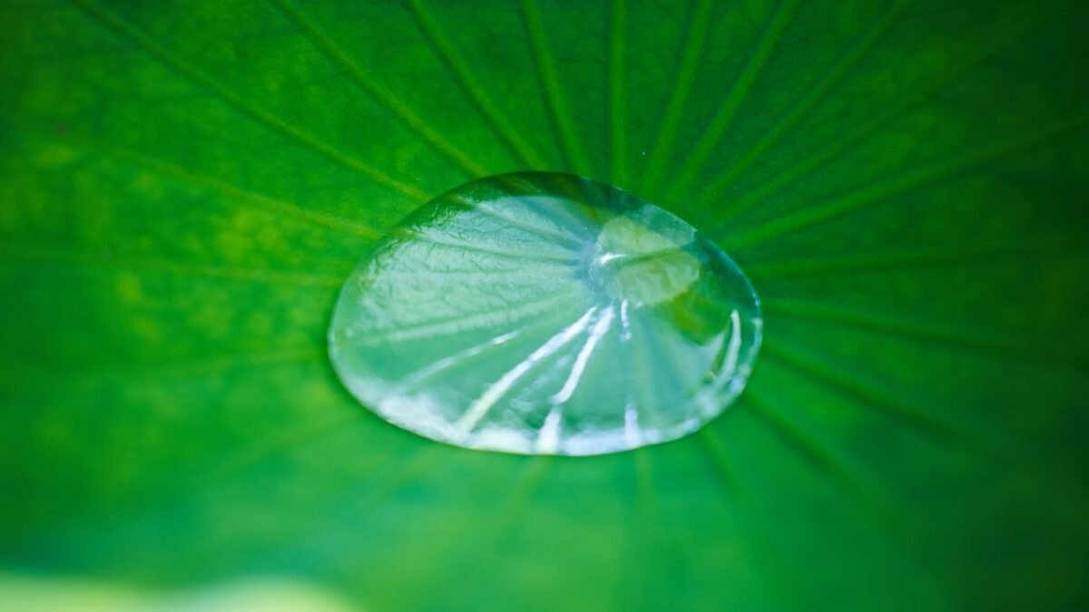 A serene close-up of a water droplet resting on a green leaf, capturing natural beauty, illustrating puronics water softener review